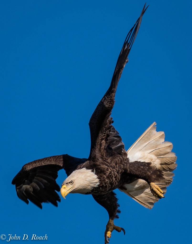 Eagle in Action