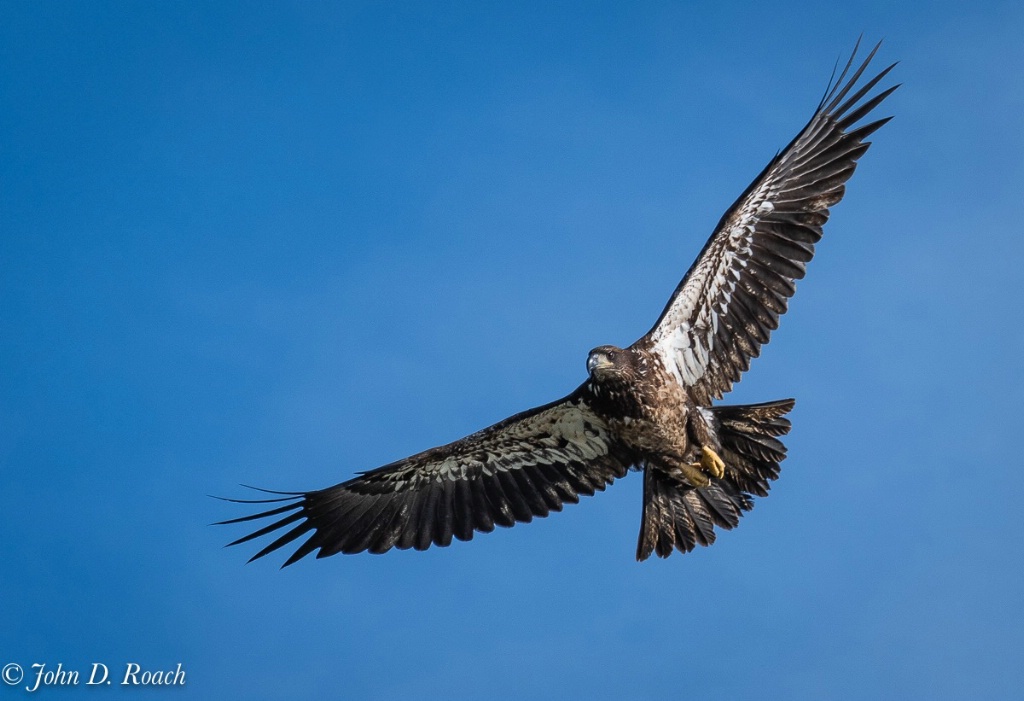 Juvenile Eagle