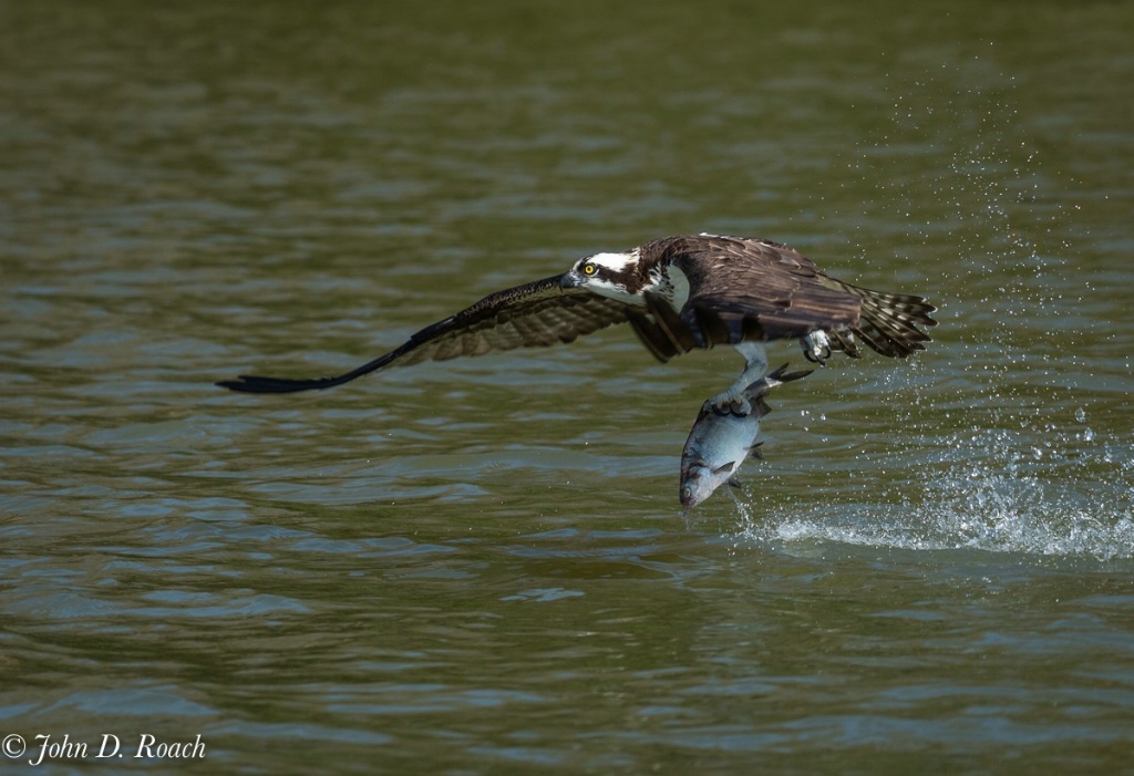 Osprey in Action