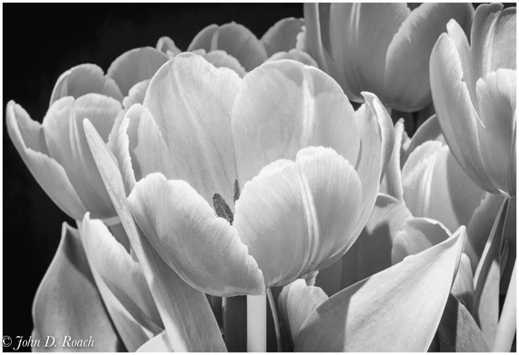 Tulips A'Glow - ID: 15706203 © John D. Roach