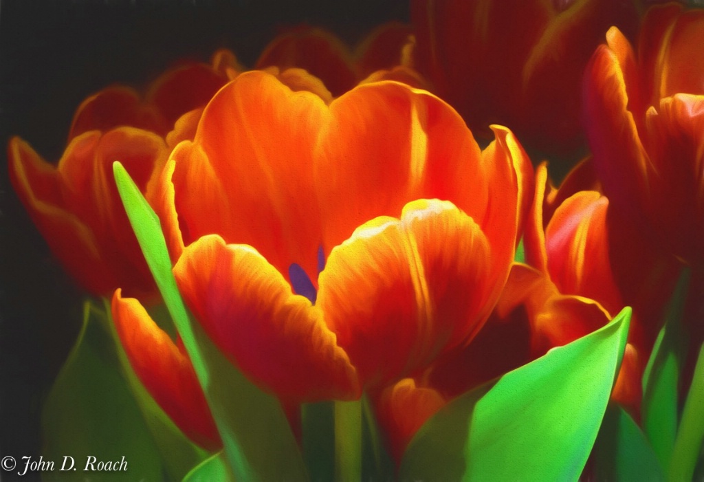 Ah Joanns Tulips-2 - ID: 15706204 © John D. Roach
