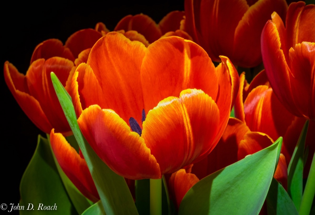 Tulips-1 - ID: 15706205 © John D. Roach
