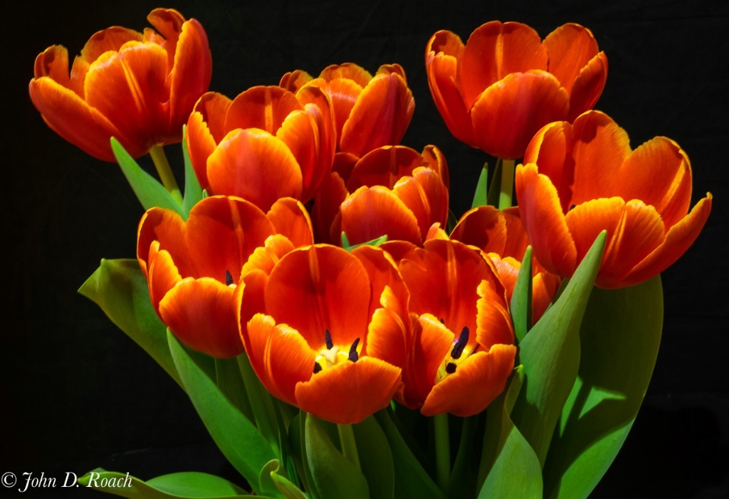Joann's Tulips - ID: 15706206 © John D. Roach