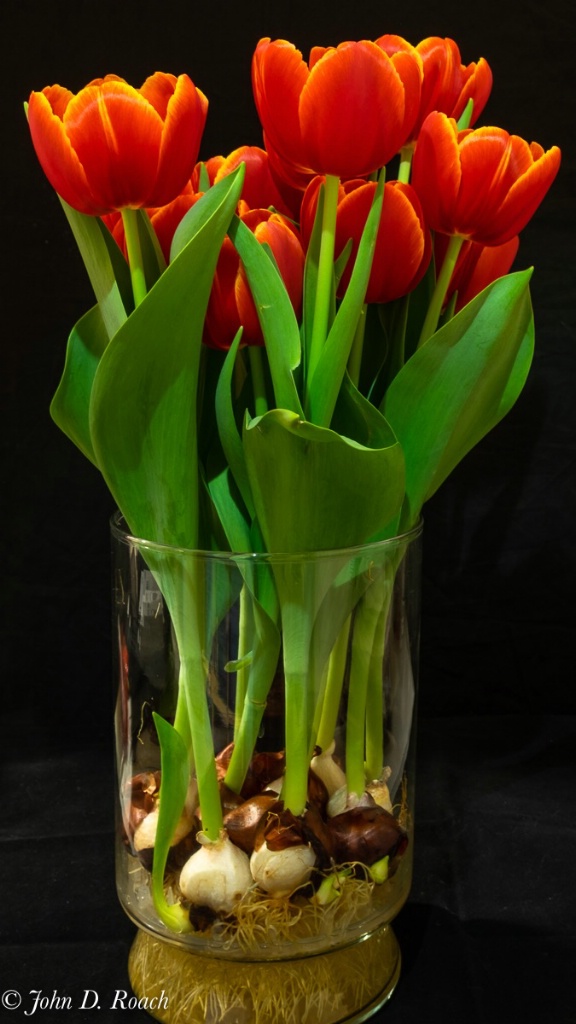 In Door Tulips - ID: 15706207 © John D. Roach