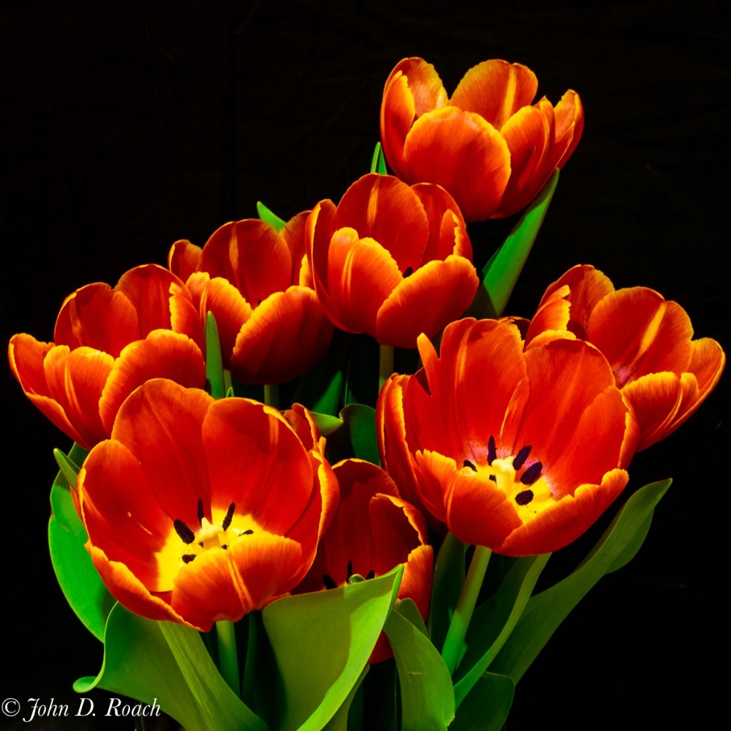 Joann's Tulips - ID: 15706208 © John D. Roach