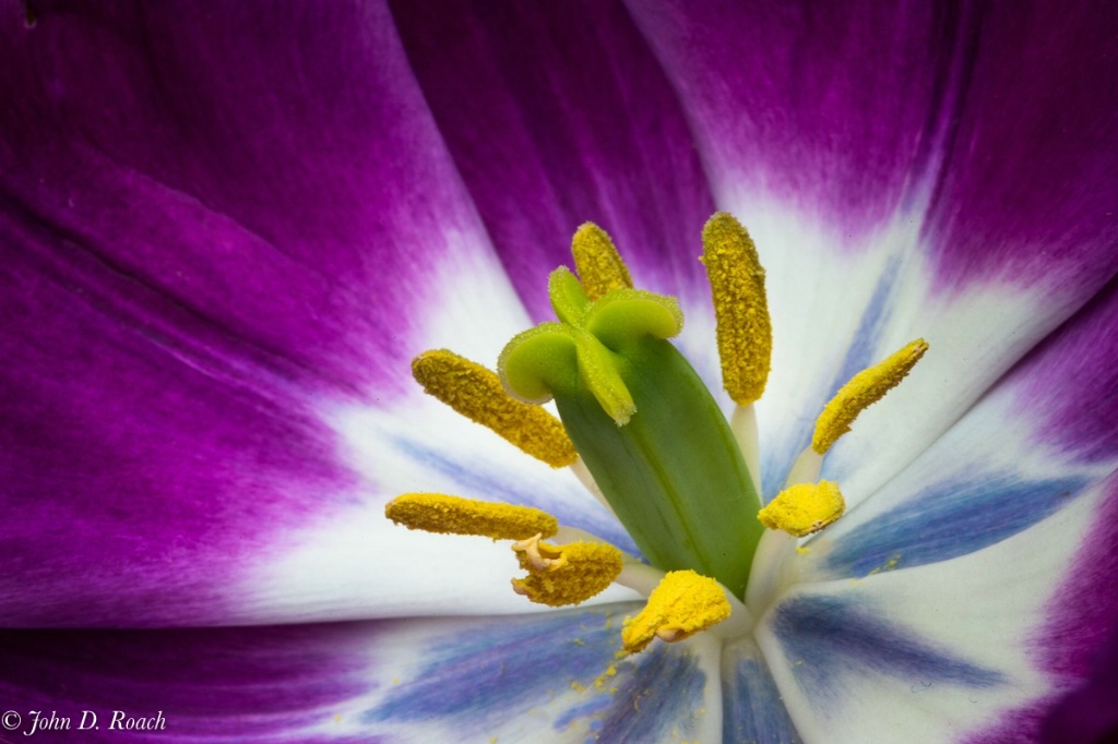 Tulip - ID: 15706209 © John D. Roach