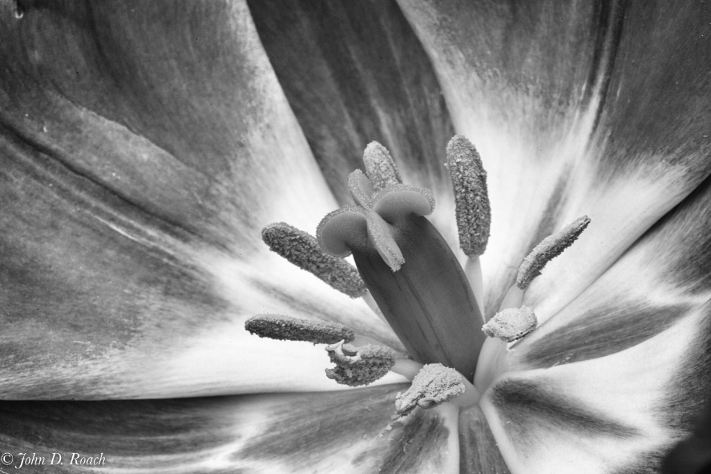 Tulip in Monochrome - ID: 15706210 © John D. Roach