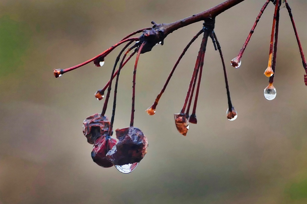 Water Droplets