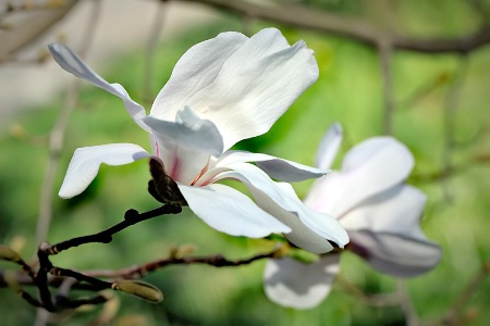 Magnolia