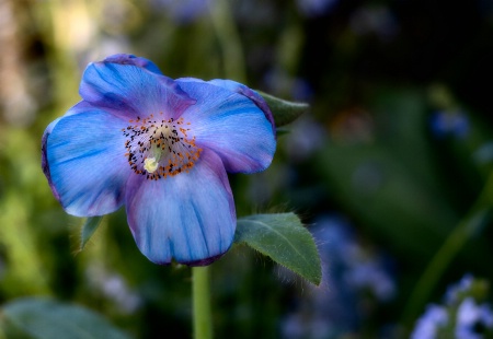 Blue Poppy