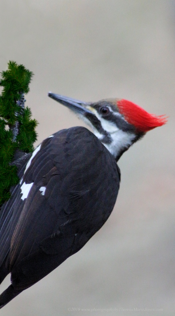 Pileated Woodpecker - ID: 15706374 © Theresa Marie Jones