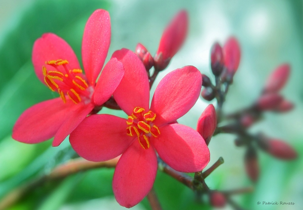 Flowers From Florida