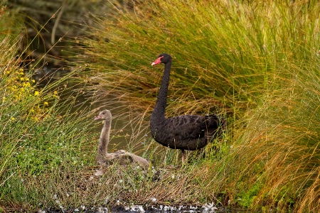 Swan with cygnet