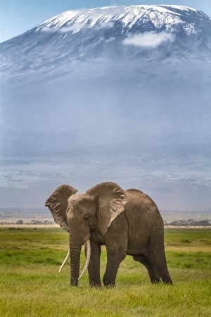 Kilimanjaro Elephant  5119