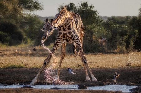 Drinking Giraffe 5679
