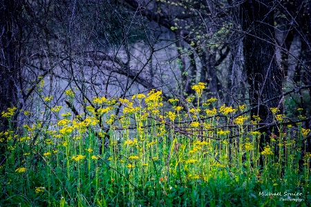 Wild Flowers