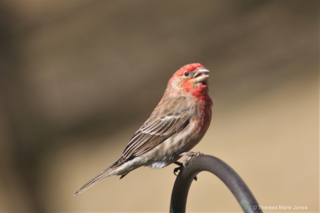 Male Finch