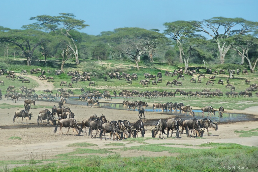 Wildebeests In Ndutu Tanzania - ID: 15706606 © Kitty R. Kono