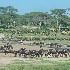 © Kitty R. Kono PhotoID# 15706606: Wildebeests In Ndutu Tanzania