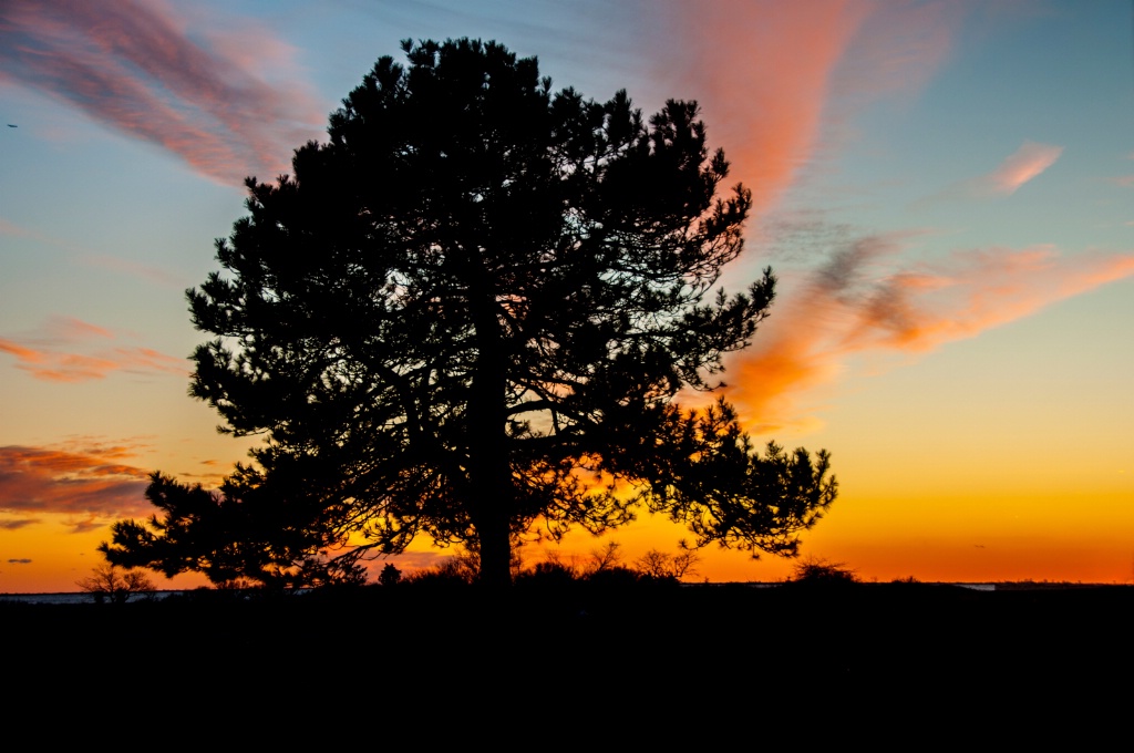 Sunset Silhouette