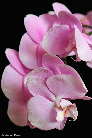 Orchid 2