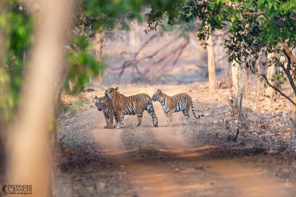 Tigress Maya with her 2 sub-adult cubs.