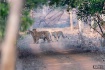 Tigress Maya with...