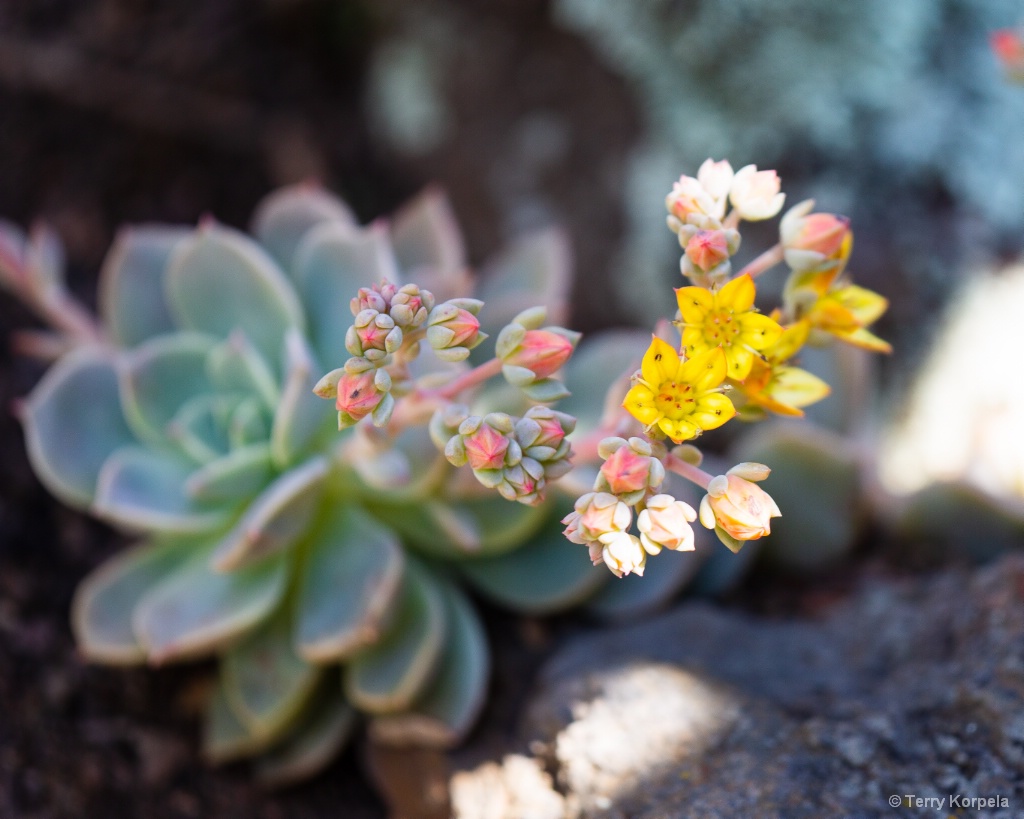 Berkeley Botanical Garden - ID: 15706825 © Terry Korpela