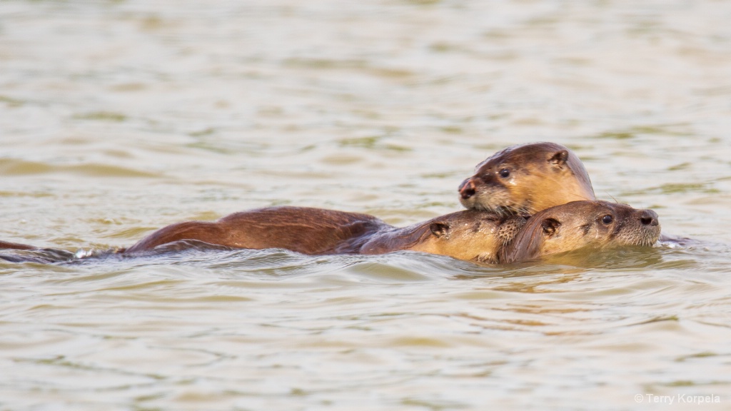 Three River Otters Playing