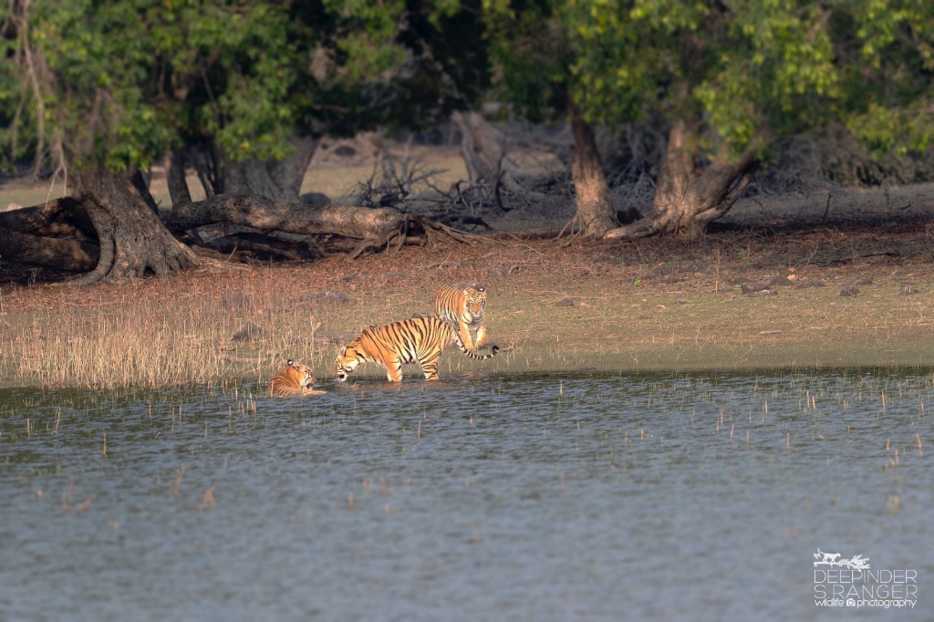 3 tigers in the lake (Golden morning light !)