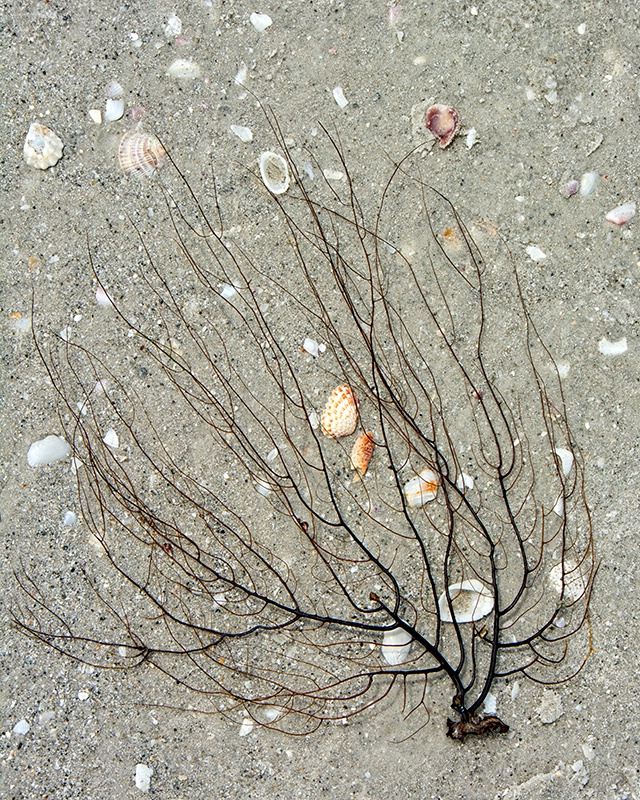 A Tree on the Beach 2