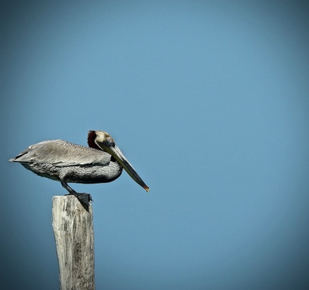 Pelican Pre-flight