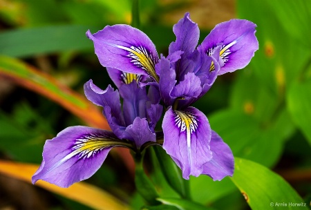 Purple Against Green