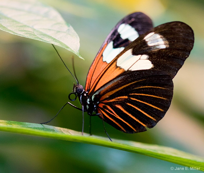 Brilliant Butterfly - ID: 15707112 © Jane E. Miller