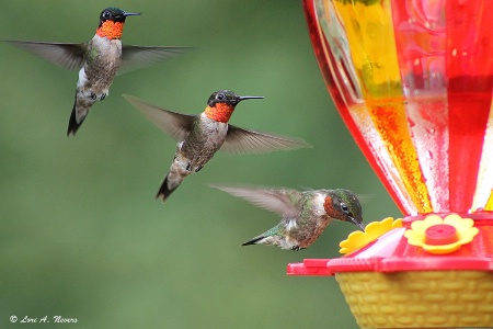 Line At The Feeder