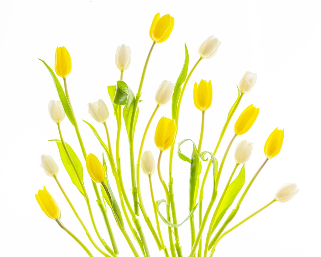 Yellow and White Tulips