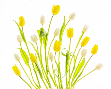 Yellow and White Tulips