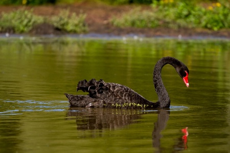 Floating on a sea of green