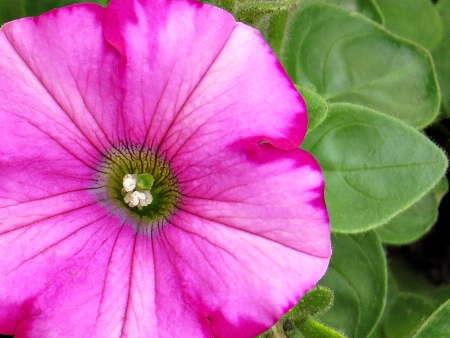 Pretty Petunia