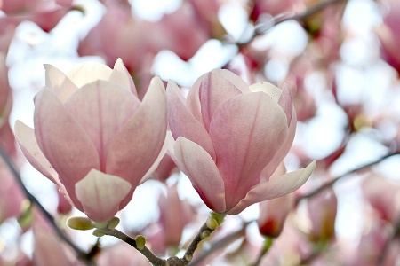 Magnolia