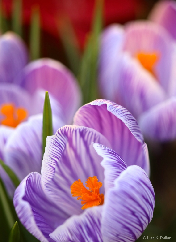 Crocus Blooms