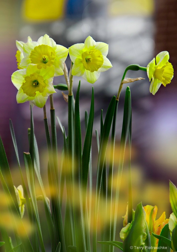 Window Box