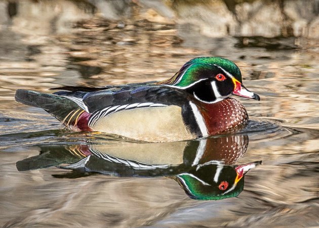 Aix Genus wood duck 