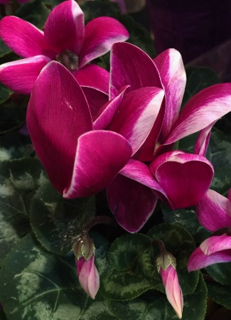 Cyclamen