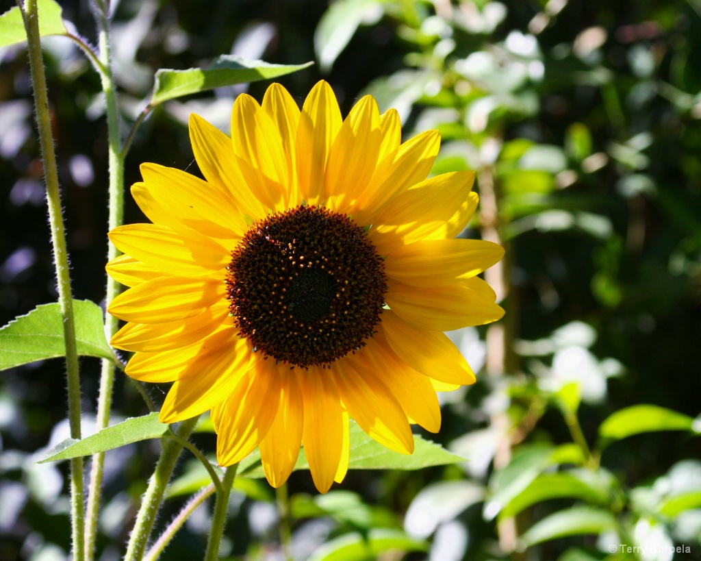 Sunflower - ID: 15707459 © Terry Korpela