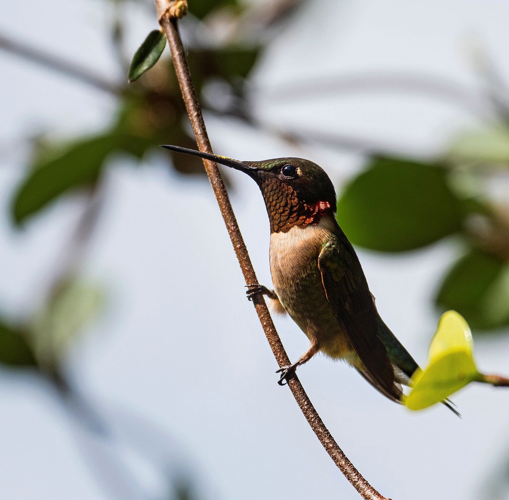 Hummingbird  14 - ID: 15707614 © Michael Cenci