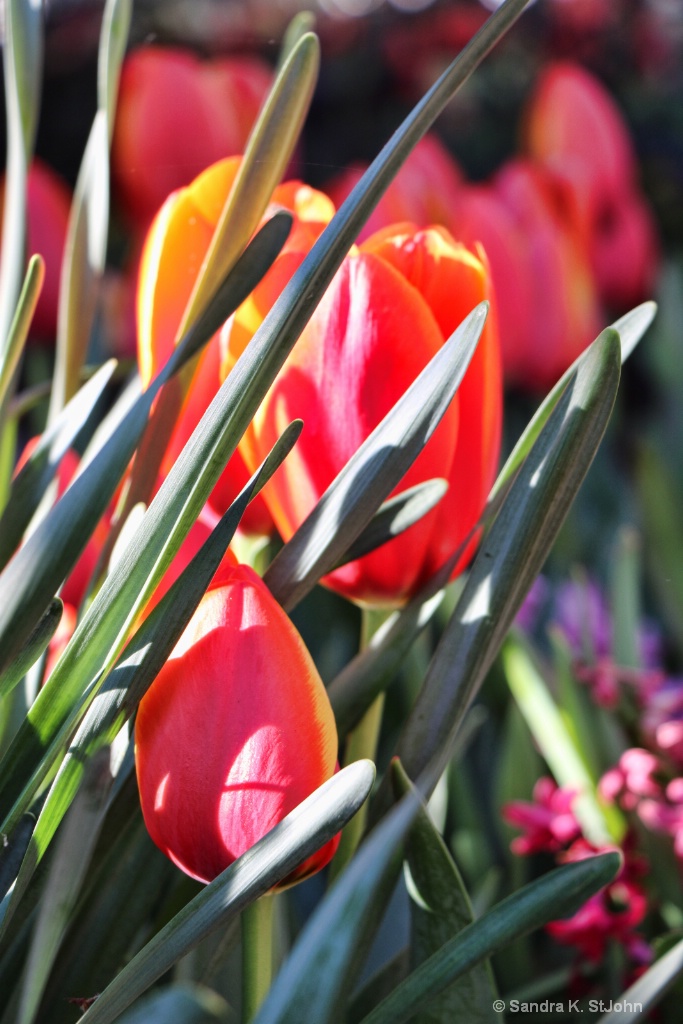 Hidden Tulips - ID: 15707617 © Sandra K. StJohn