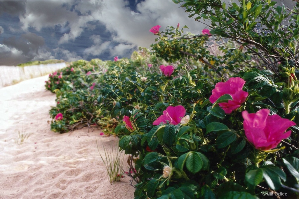 Rosa Rugosa