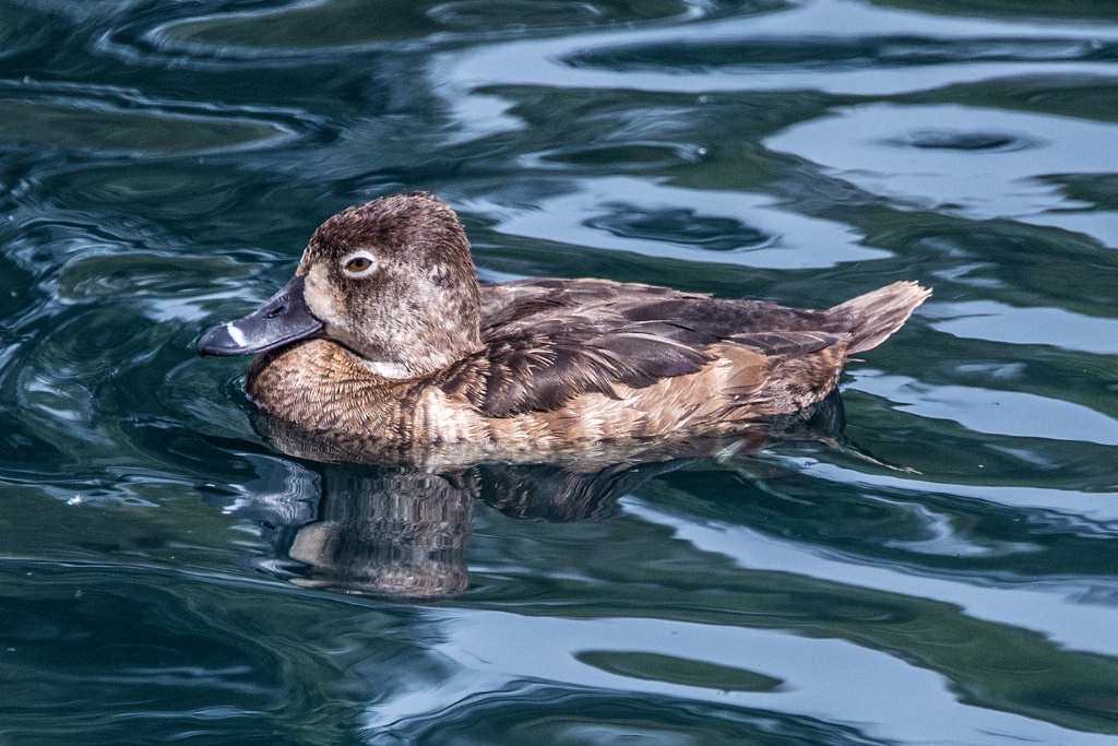 Ring-necked Duck Female - ID: 15708013 © William S. Briggs