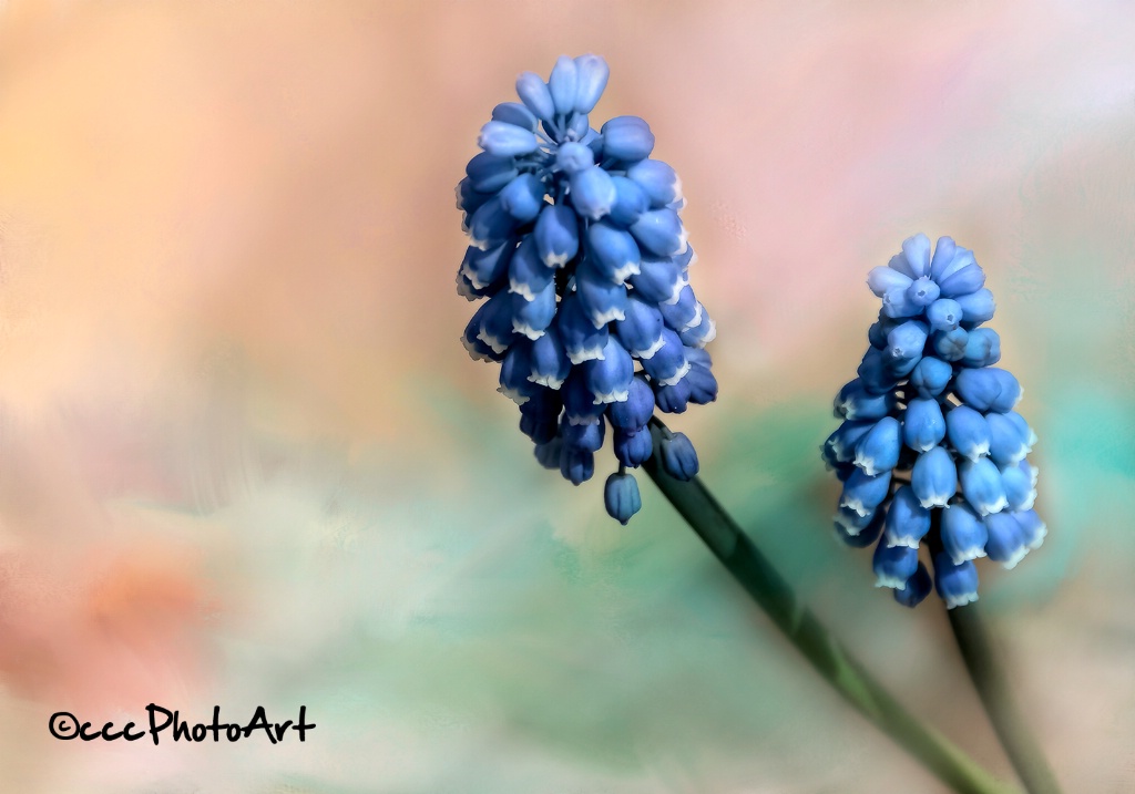 Grand Grape Hyacinth